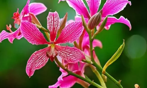 बवासीर के लिए काल है कचनार के पेड़ की जड़, जान लें प्रयोग का सही तरीका बवासीर के लिए काल है कचनार के पेड़ की जड़, जान लें प्रयोग का सही तरीका
