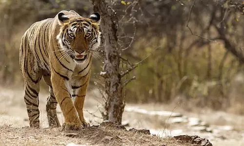 बाघ जंगल से बाहर कूदा, केकड़े पकड़ते समय मछुआरे को घायल कर दिया