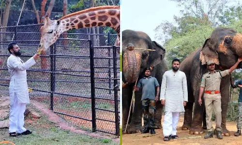 उपमुख्यमंत्री Pawan Kalyan ने जन्मदिन पर दो जिराफ गोद लिए और चिड़ियाघर का दौरा किया
