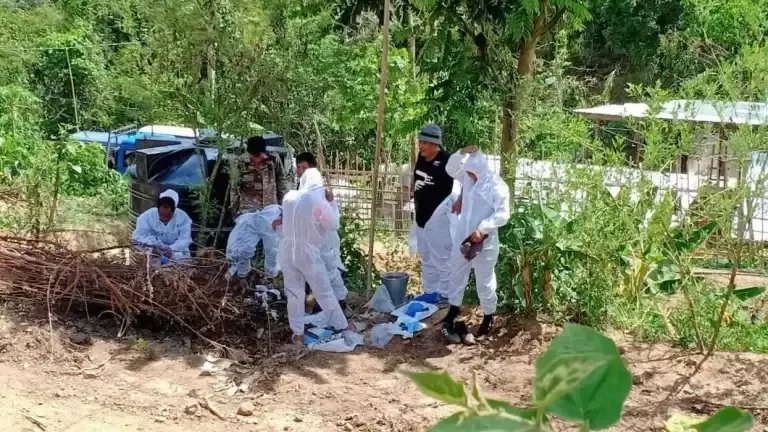 एएसएफ पूर्वोत्तर की आजीविका की रीढ़ के लिए खतरा: आईसीएआर अध्ययन एएसएफ पूर्वोत्तर की आजीविका की रीढ़ के लिए खतरा: आईसीएआर अध्ययन