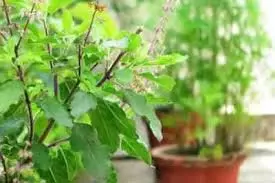 Guruwar Tulsi Puja Significance: गुरुवार के दिन तुलसी में चढ़ा दें ये चीजें, आर्थिक स्थिति होगी मजबूत Guruwar Tulsi Puja Significance: गुरुवार के दिन तुलसी में चढ़ा दें ये चीजें, आर्थिक स्थिति होगी मजबूत