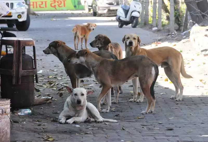 32 आवारा कुत्तों की मौत के बाद Rohtak नगर निकाय ने NGO का कॉन्ट्रैक्ट रद्द किया 32 आवारा कुत्तों की मौत के बाद Rohtak नगर निकाय ने NGO का कॉन्ट्रैक्ट रद्द किया