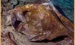 Science: समंदर की 900 मीटर गहराई में मिला डेड जोन, वैज्ञानिकों की चेतावनी- सांस लेने को तरस रहे समुद्री जीव Science: समंदर की 900 मीटर गहराई में मिला डेड जोन, वैज्ञानिकों की चेतावनी- सांस लेने को तरस रहे समुद्री जीव