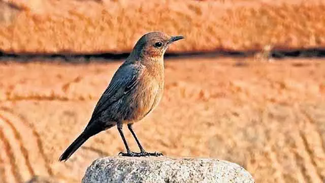 हम्पी में दुर्लभ Brown Rock Chat पक्षी देखा गया: पक्षी प्रेमी खुश हुए हम्पी में दुर्लभ Brown Rock Chat पक्षी देखा गया: पक्षी प्रेमी खुश हुए