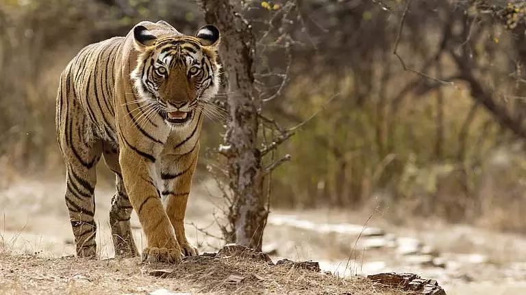 बाघ जंगल से बाहर कूदा, केकड़े पकड़ते समय मछुआरे को घायल कर दिया बाघ जंगल से बाहर कूदा, केकड़े पकड़ते समय मछुआरे को घायल कर दिया