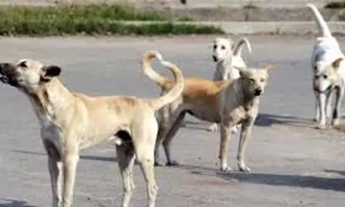Haldwani: स्ट्रीट डॉग के  हमले से  कई लोग घायल, दहशत में लोग