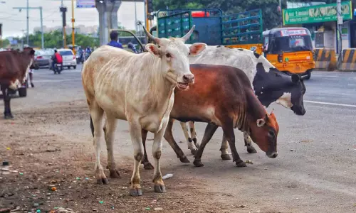कुत्तों के बाद, GCC अब मवेशियों की लाइसेंसिंग और माइक्रोचिपिंग को अनिवार्य बना रहा कुत्तों के बाद, GCC अब मवेशियों की लाइसेंसिंग और माइक्रोचिपिंग को अनिवार्य बना रहा