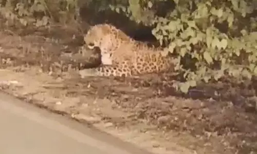 Dewas: किसान की सुरक्षा पर खतरा, खेत में तेंदुआ सक्रिय