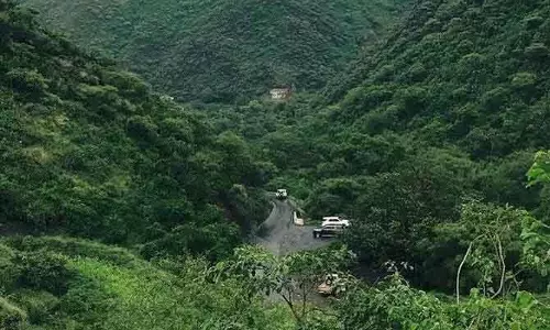 Saudi ग्रीन इनिशिएटिव: रेगिस्तानीकरण से लड़ने के लिए मदीना में रिकॉर्ड पौधारोपण Saudi ग्रीन इनिशिएटिव: रेगिस्तानीकरण से लड़ने के लिए मदीना में रिकॉर्ड पौधारोपण