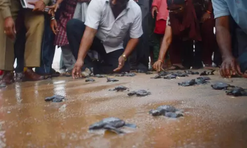 Andhra तट पर संरक्षण की बड़ी जीत: समुद्र में छोड़े गए 6 लाख ओलिव रिडले कछुए के बच्चे Andhra तट पर संरक्षण की बड़ी जीत: समुद्र में छोड़े गए 6 लाख ओलिव रिडले कछुए के बच्चे