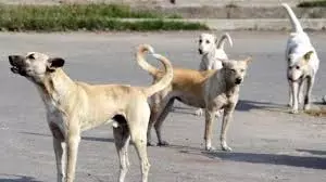 Haldwani: स्ट्रीट डॉग के हमले से कई लोग घायल, दहशत में लोग Haldwani: स्ट्रीट डॉग के हमले से कई लोग घायल, दहशत में लोग