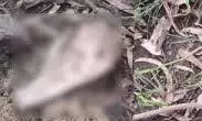 Bahraich: बोरी में गोवंश का अवशेष मिलने से हलचल Bahraich: बोरी में गोवंश का अवशेष मिलने से हलचल