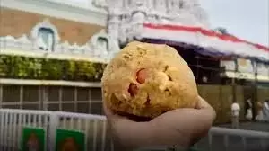 Andhra : लड्डू के घी में जानवरों की चर्बी का कोई सबूत नहीं मिला Andhra : लड्डू के घी में जानवरों की चर्बी का कोई सबूत नहीं मिला