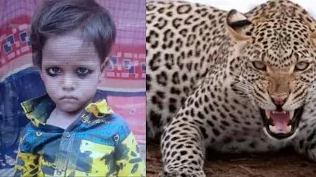 Bahraich: तेंदुए ने किया हमला, बहराइच में मासूम की मौत Bahraich: तेंदुए ने किया हमला, बहराइच में मासूम की मौत
