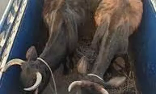 Haryana: गौ तस्करी का भंडाफोड़,  गाय और दो बैल बरामद