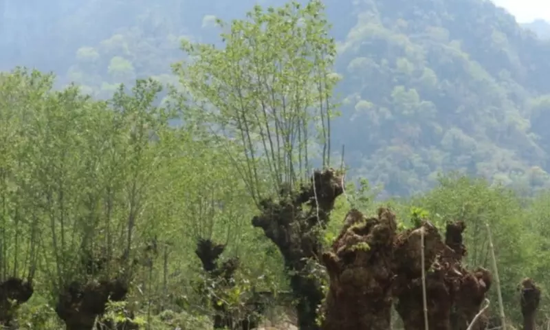Nagaland: खोनामा की एल्डर-आधारित झूम खेती कैसे जलवायु परिवर्तन से लड़ती