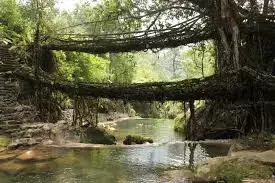 India ने मेघालय के लिविंग रूट ब्रिज को यूनेस्को विश्व धरोहर स्थल के लिए नॉमिनेट किया India ने मेघालय के लिविंग रूट ब्रिज को यूनेस्को विश्व धरोहर स्थल के लिए नॉमिनेट किया