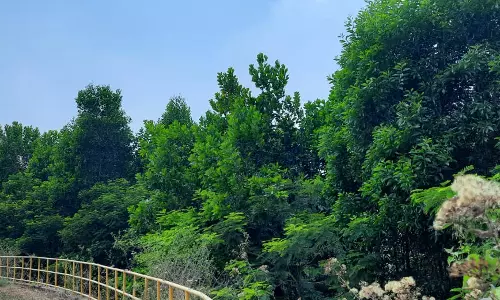 एनएमडीसी नगरनार क्षेत्र में विकसित हुआ मानव निर्मित वन