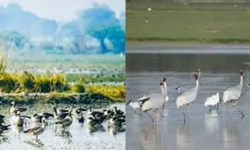 Lucknow: वेटलैंड दिवस से पहले यूपी को मिली बड़ी सौगात Lucknow: वेटलैंड दिवस से पहले यूपी को मिली बड़ी सौगात
