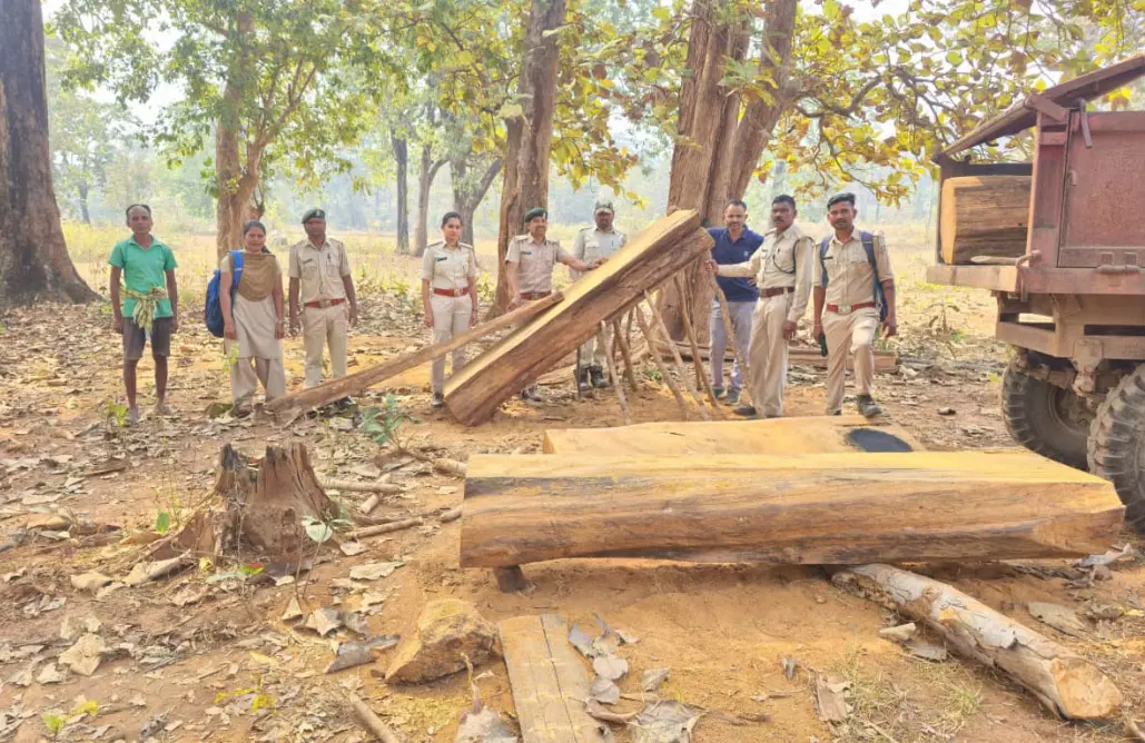 वन विभाग ने रेड मारकर सागौन लकड़ी किया जब्त वन विभाग ने रेड मारकर सागौन लकड़ी किया जब्त