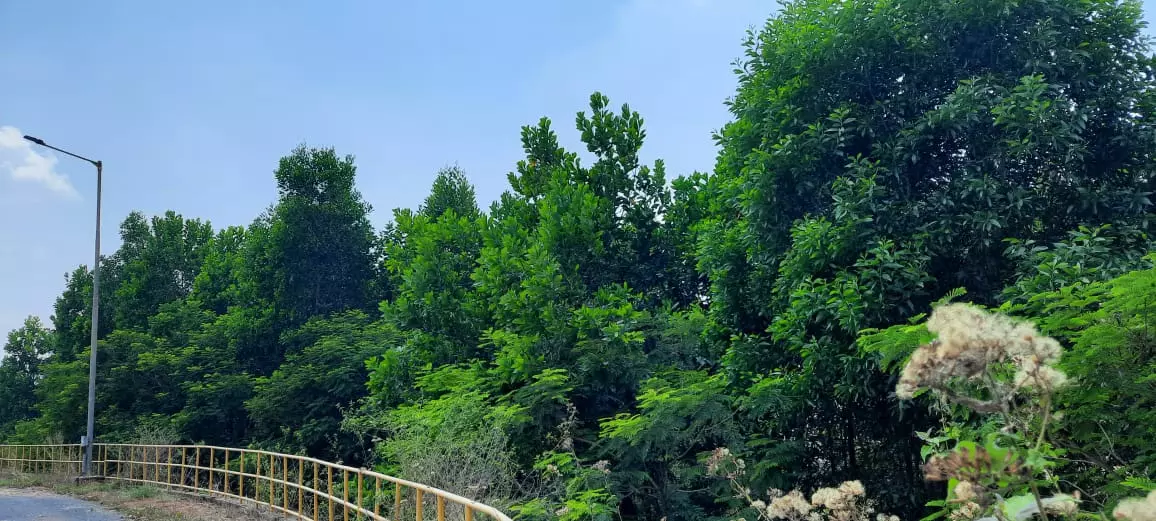 एनएमडीसी नगरनार क्षेत्र में विकसित हुआ मानव निर्मित वन एनएमडीसी नगरनार क्षेत्र में विकसित हुआ मानव निर्मित वन