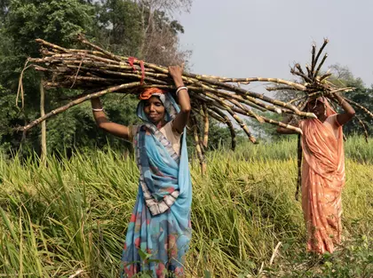 TN: बढ़ती मज़दूरी लागत ने गन्ने के किसानों को कगार पर पहुंचा दिया TN: बढ़ती मज़दूरी लागत ने गन्ने के किसानों को कगार पर पहुंचा दिया