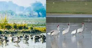 Lucknow: वेटलैंड दिवस से पहले यूपी को मिली बड़ी सौगात Lucknow: वेटलैंड दिवस से पहले यूपी को मिली बड़ी सौगात