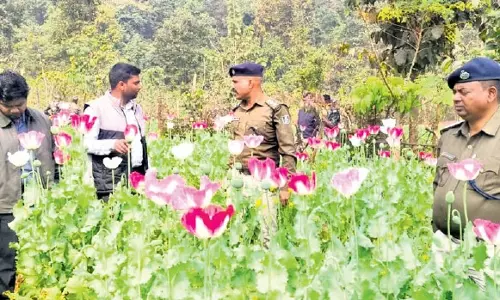Odisha: 2 एकड़ में अफीम की खेती नष्ट कर दी गई Odisha: 2 एकड़ में अफीम की खेती नष्ट कर दी गई