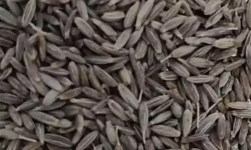 जीरा भी नकली आ गया, सीमेंट-केमिकल से बनाए जा रहे, रिपोर्ट में दावा
