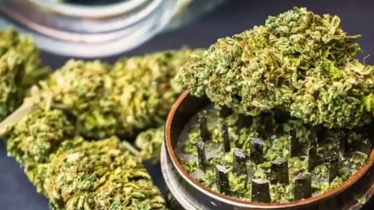 Hydroponic  एयरपोर्ट पर 9.5 करोड़ रुपये का हाइड्रोपोनिक गांजा जब्त, 7 लोग गिरफ्तार