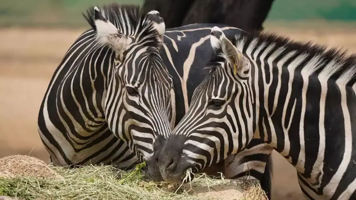 Hyderabad Zoo ने 5 किलो के केक के साथ अंतर्राष्ट्रीय ज़ेबरा दिवस मनाया