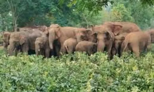 Jharkhand: 18 हाथियों के झुंड मचा रहा तबाही, 5 गांवों में धारा 163 लागू Jharkhand: 18 हाथियों के झुंड मचा रहा तबाही, 5 गांवों में धारा 163 लागू