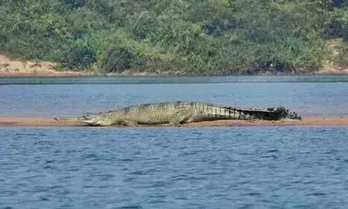 Satkosia में मगरमच्छों की आबादी में उल्लेखनीय वृद्धि देखी गई Satkosia में मगरमच्छों की आबादी में उल्लेखनीय वृद्धि देखी गई