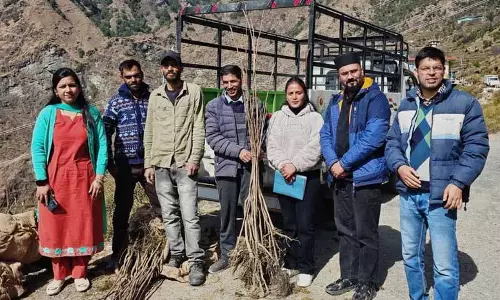 Mandi में परसिमोन पौधारोपण अभियान शुरू किया गया Mandi में परसिमोन पौधारोपण अभियान शुरू किया गया
