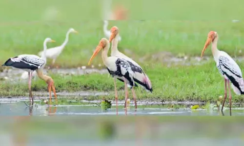 Kerala : जिले के जल निकायों में जलपक्षियों की संख्या बढ़ गई Kerala : जिले के जल निकायों में जलपक्षियों की संख्या बढ़ गई