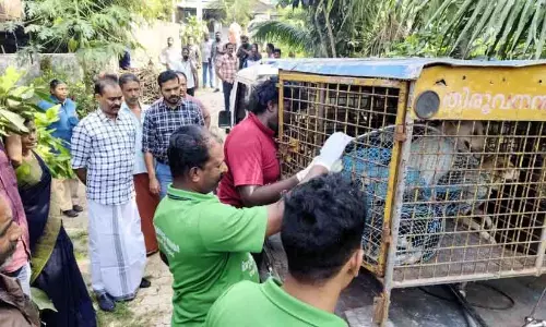 Kerala : कॉरपोरेशन ने घर में पाले गए आवारा कुत्तों को ज़ब्त किया Kerala : कॉरपोरेशन ने घर में पाले गए आवारा कुत्तों को ज़ब्त किया
