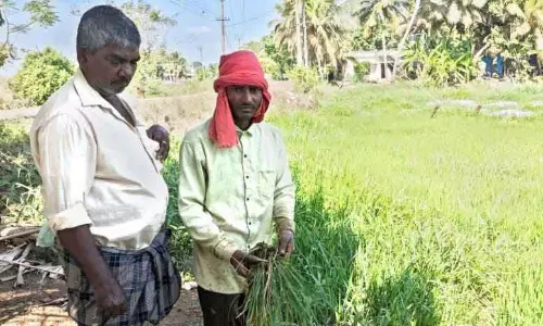 कीटों का हमला: Kuttanad में चावल के किसान संघर्ष कर रहे कीटों का हमला: Kuttanad में चावल के किसान संघर्ष कर रहे