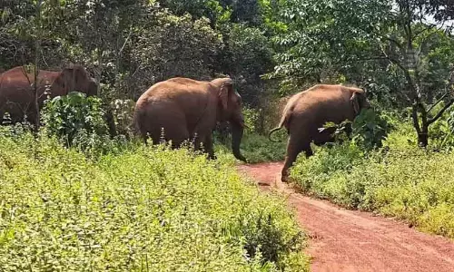 Kerala : जंगली हाथियों का झुंड किसानों के लिए परेशानी खड़ी कर रहा है
