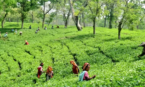 असम: TAI ने बजट में कृषि और चाय मजदूरों के लाभ को सराहा असम: TAI ने बजट में कृषि और चाय मजदूरों के लाभ को सराहा