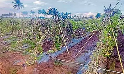 Bagalkot : बागवानी फसलों को बाज़ार की ज़रूरत है Bagalkot : बागवानी फसलों को बाज़ार की ज़रूरत है