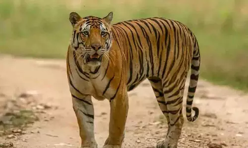 तुर्कपल्ली मंडल में बाघ देखा गया, मवेशियों के मारे जाने की खबरें आईं