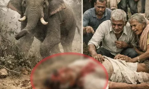 जंगल में हाथी का हमला, 80 वर्षीय वृद्ध की दर्दनाक मौत