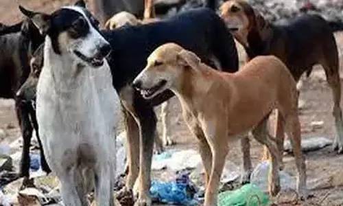 Telangana में लगभग 100 आवारा कुत्ते ज़हर से मरे, FIR दर्ज Telangana में लगभग 100 आवारा कुत्ते ज़हर से मरे, FIR दर्ज