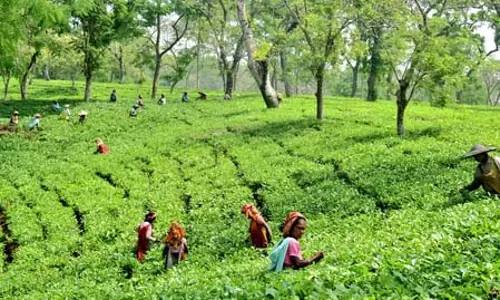 चाय एसोसिएशन ने बजट का किया स्वागत, कृषि और श्रमिकों के कल्याण पर फोकस की सराहना की