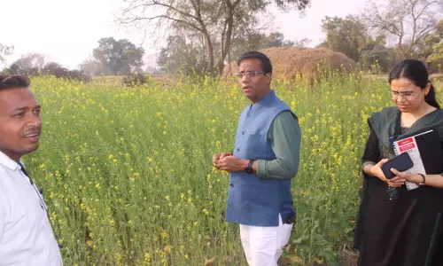 बरमकेला क्षेत्र में बड़े पैमाने पर की जा रही सरसों की खेती, कलेक्टर ने किया निरीक्षण बरमकेला क्षेत्र में बड़े पैमाने पर की जा रही सरसों की खेती, कलेक्टर ने किया निरीक्षण