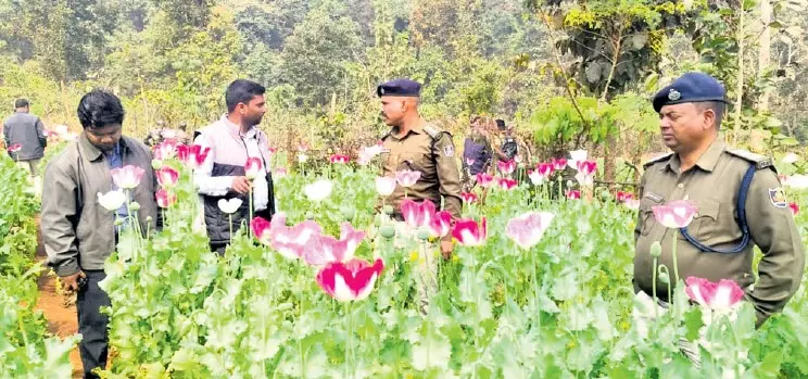 Odisha: 2 एकड़ में अफीम की खेती नष्ट कर दी गई Odisha: 2 एकड़ में अफीम की खेती नष्ट कर दी गई