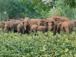 Jharkhand: 18 हाथियों के झुंड मचा रहा तबाही, 5 गांवों में धारा 163 लागू Jharkhand: 18 हाथियों के झुंड मचा रहा तबाही, 5 गांवों में धारा 163 लागू