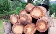 Jammu-Kashmir: खैर लकड़ी से भरा वाहन जब्त Jammu-Kashmir: खैर लकड़ी से भरा वाहन जब्त