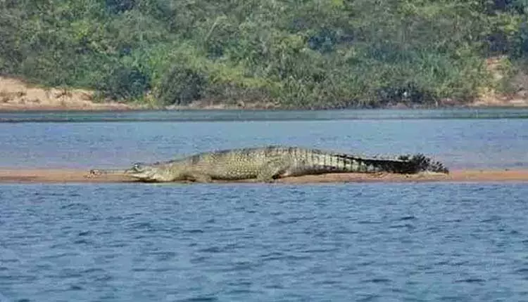 Satkosia में मगरमच्छों की आबादी में उल्लेखनीय वृद्धि देखी गई Satkosia में मगरमच्छों की आबादी में उल्लेखनीय वृद्धि देखी गई