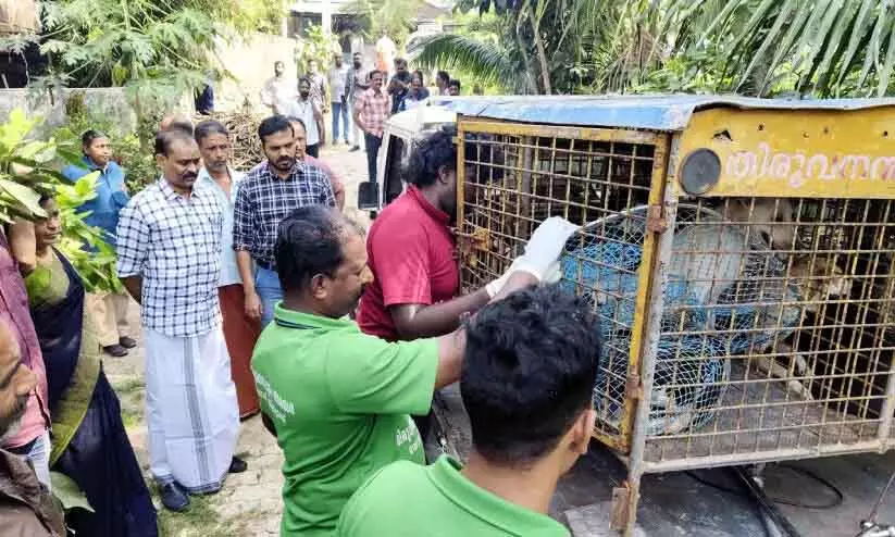 Kerala : कॉरपोरेशन ने घर में पाले गए आवारा कुत्तों को ज़ब्त किया Kerala : कॉरपोरेशन ने घर में पाले गए आवारा कुत्तों को ज़ब्त किया